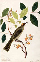Mata Cooching, da Disegni di uccelli di Malacca, c.1805-18